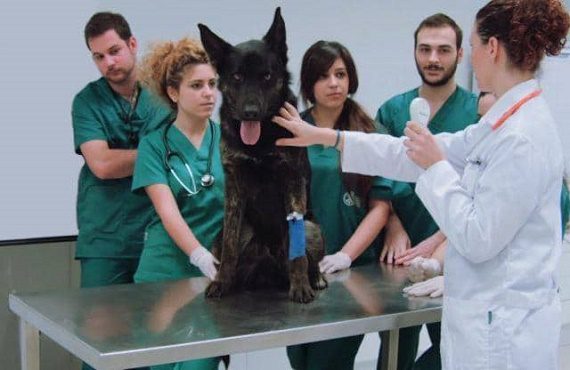 donde estudiar veterinaria en España